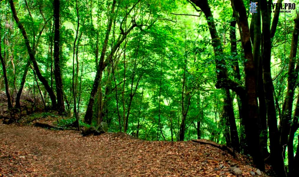 Bosque de Los Tilos de San Andrés y Sauces Canarias