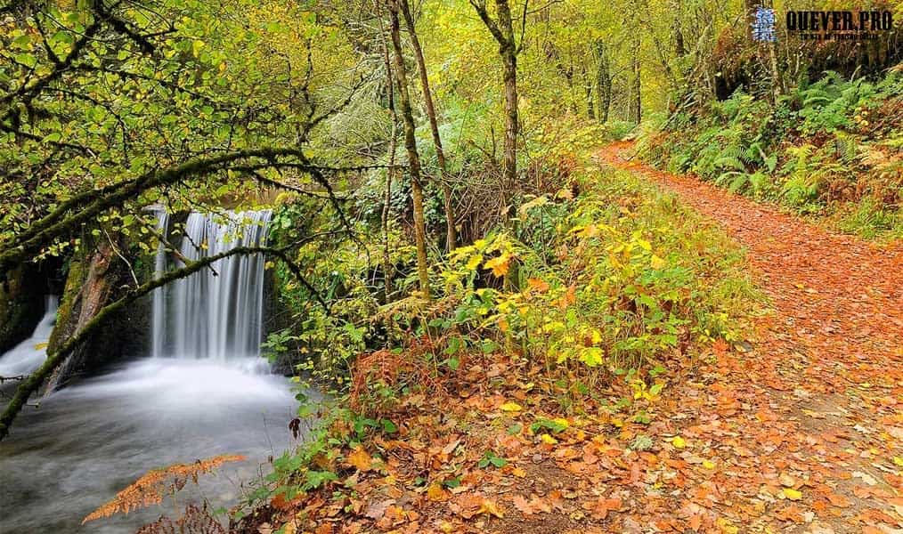 Bosque de Muniellos en Cangas del Narcea