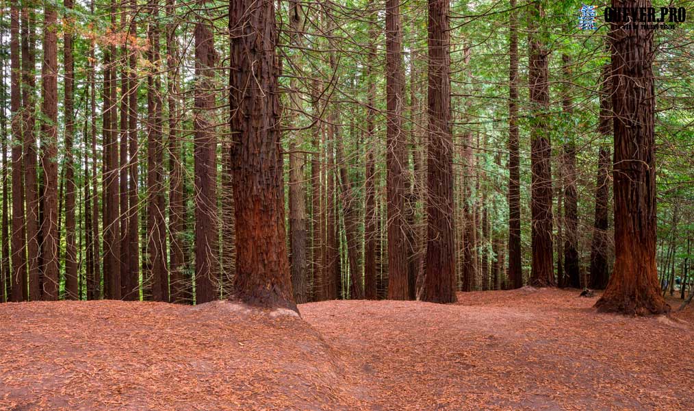 Bosques de Secuoyas de Cabezón Cantabria