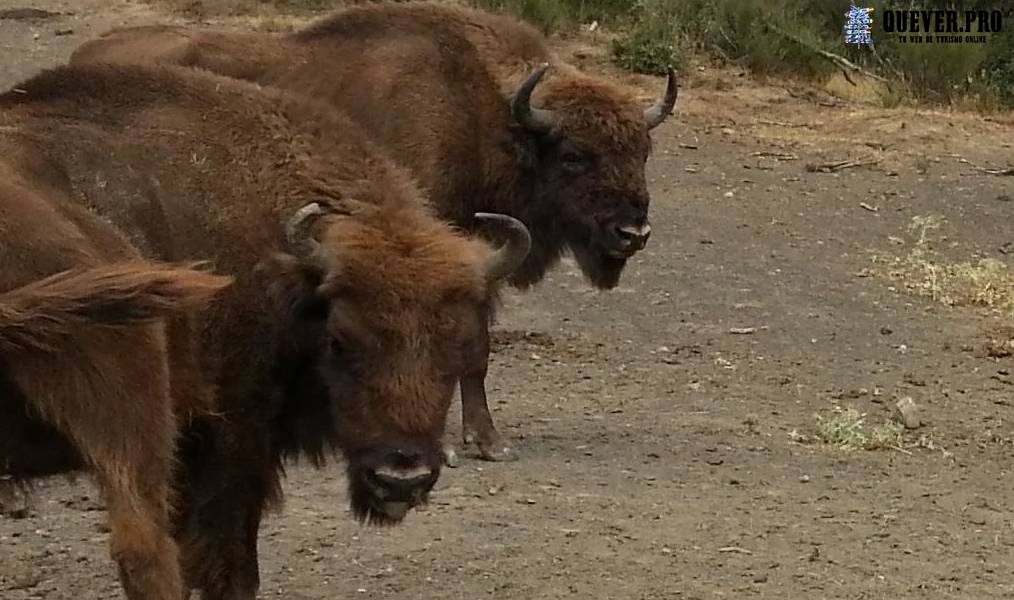 Centro de interpretación del Bisonte Europeo San Cebrián de Muda