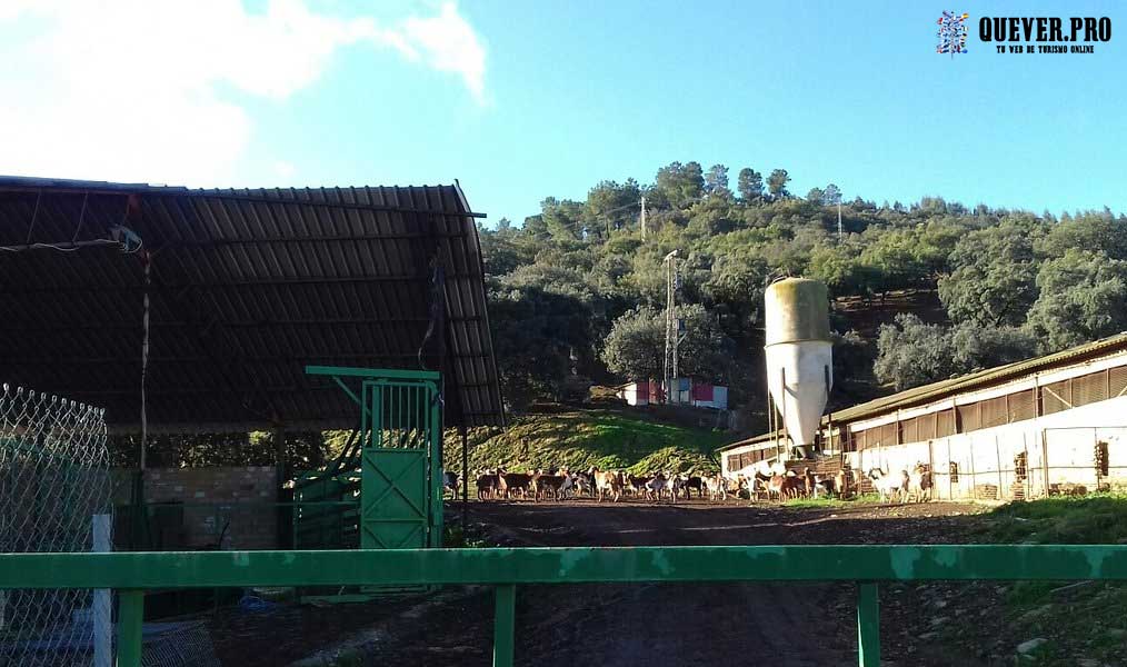 Finca los Robledos en Aracena