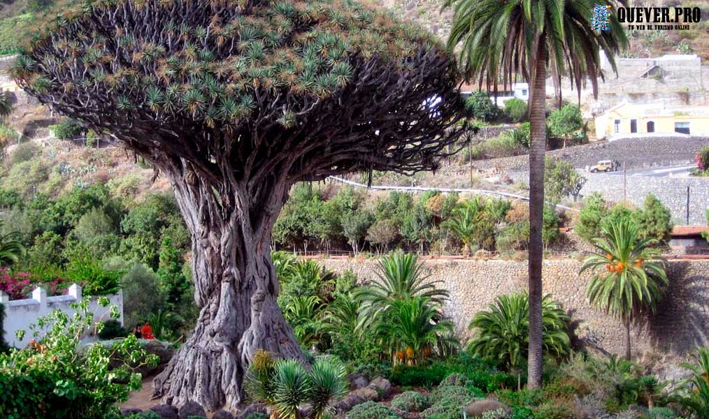 Icod de los Vinos Canarias