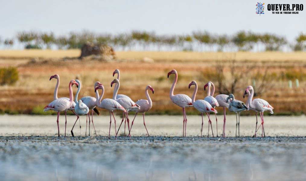 Parque Nacional de Doñana en Almonte