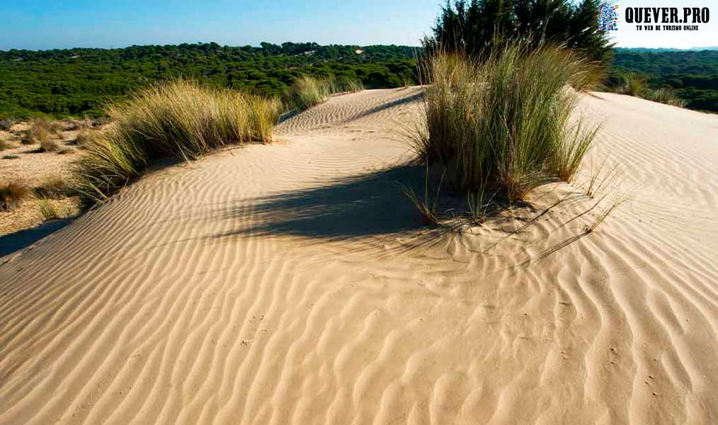 Parque Nacional de Doñana Andalucía