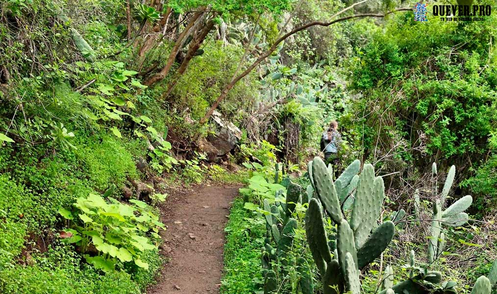 Reserva Natural Especial de los Tilos de Moya Gran Canaria