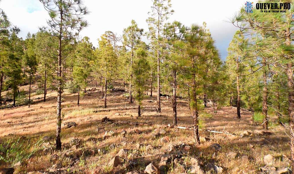 Reserva Natural de Inagua canaria