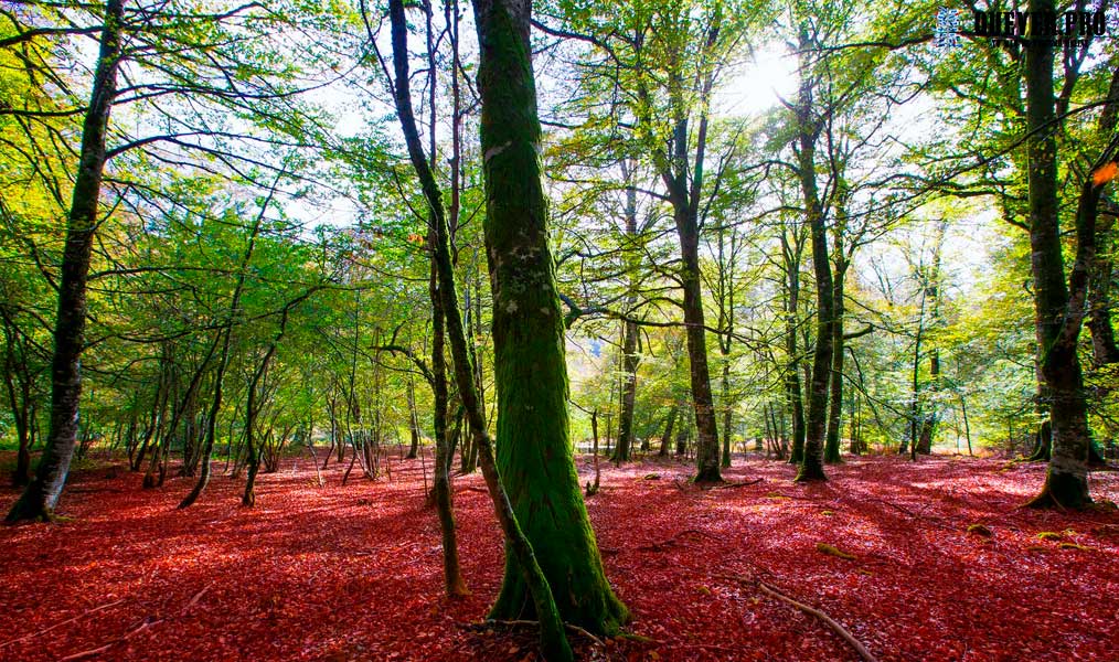 Selva de Irati Navarra