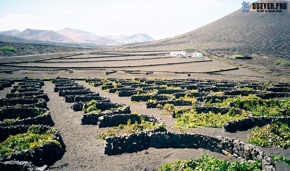 Vides de La Geria canarias