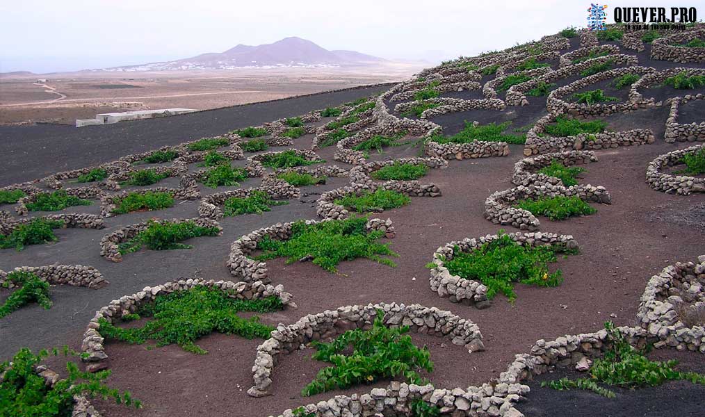 Viñedos de la Geria Lanzarote